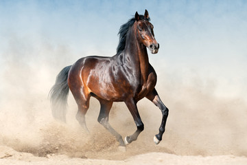 Bay stallion in sandy dust