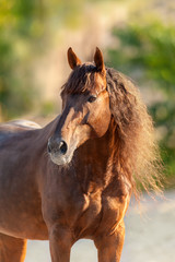 Red horse with long mane close up portrait