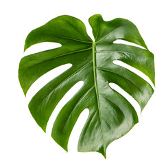 Green leaf exotic plant monstera isolated white background