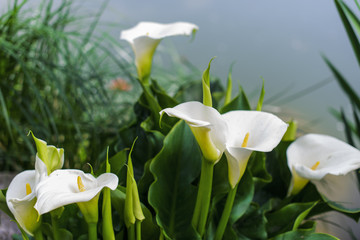 Blossoming calla by the pond