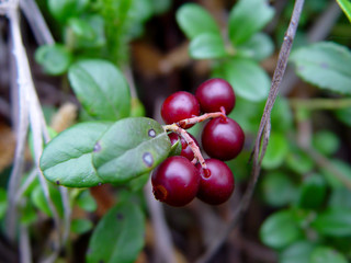 Cowberry in the forest