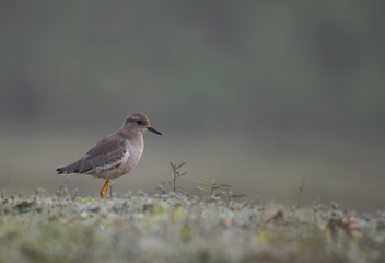White tailed lapwing