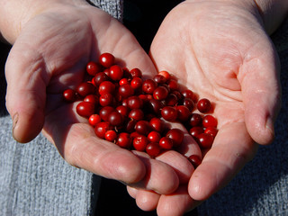 Cowberry