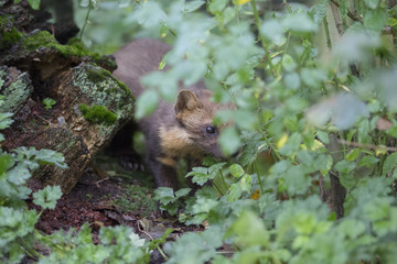 Fototapeta premium pine martin close up portrait hunting, stalking