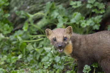 pine martin close up portrait hunting, stalking