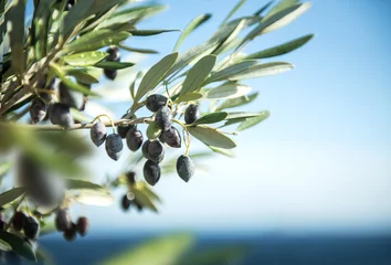 Küchenrückwand glas motiv Olivenbaum Olivenzweig