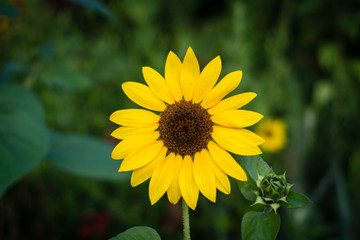 Single sunflower