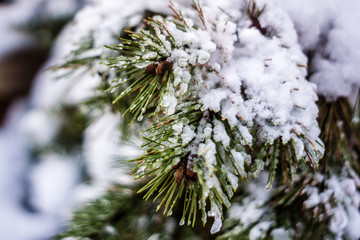 Snow on pine branch