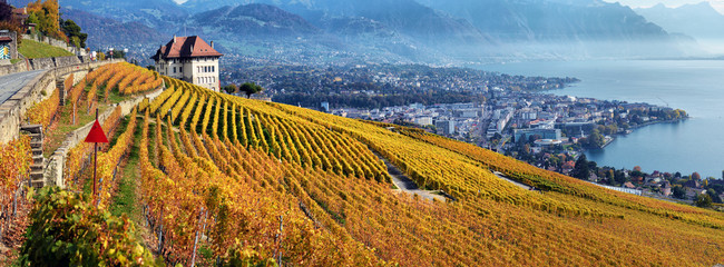 panorama of autumn vineyards in Switzerland - obrazy, fototapety, plakaty