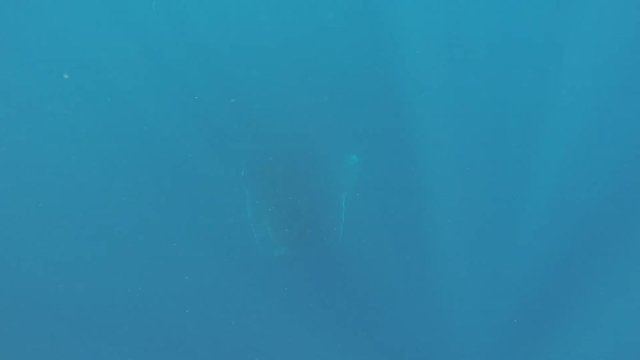 humpback whale, megaptera novaeangliae, Tonga