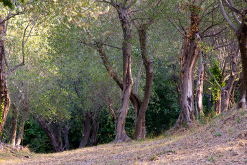 Fototapeta premium autunno