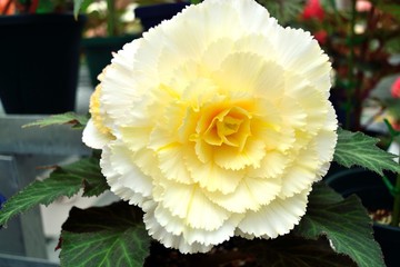 ホワイトイエローのベゴニア 大輪の花