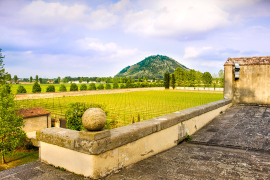 euganean hills praglia vineyard - Padua - Veneto - Italy