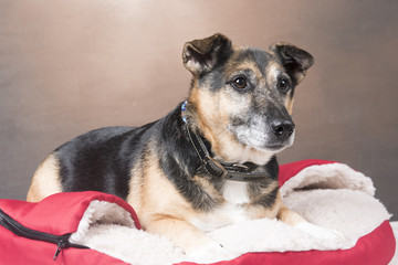 Cute Corgi dog relaxing in a comfy bed 