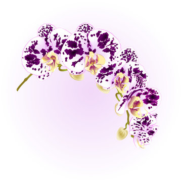 Beautiful isolated Phalaenopsis Orchid spotted white and purple stem with flowers and  buds   vintage  vector closeup editable illustration hand draw