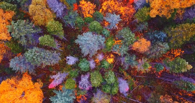 Amazing close top aerial view of bright autumn trees in Sikhote-Alin Nature biosphere Reserve forests. Russia. It was founded in 1935 for endangered Siberian tiger. Evening
