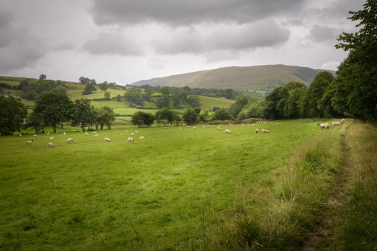 Rural and green English countryside with sheep grazing and path leading into the landscape