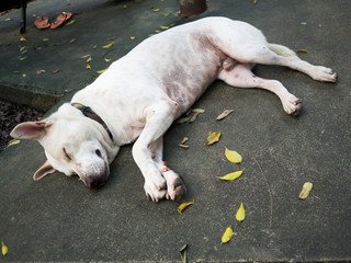 White dog wears a black collar. Peaceful sleep on the floor. The leaves are yellow around white dog.