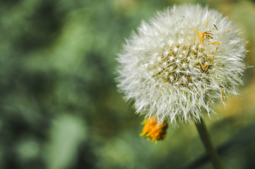 Dandelion