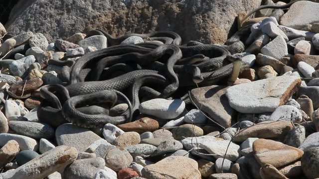 Snakes starts in the spring mating season.Many snakes gathered in the tangle