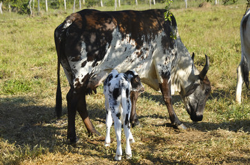 Zebu cow and her calf. Morning photo in Santander Colombia
