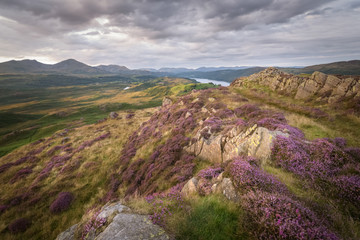 Golden light striking the purple heath and the stunning landscape of the lake district of England mountain and lake background