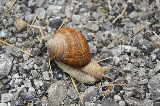 Snail with its shell passing by on the grey hard gravel