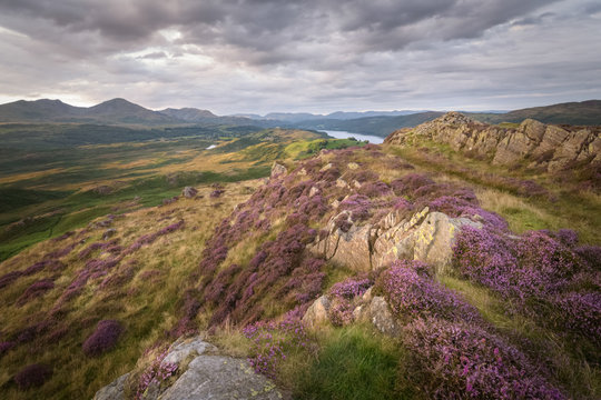 Golden light striking the purple heath and the stunning landscape of the lake district of England mountain and lake background