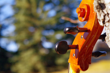Cello scroll outdoors in the park on fall autumn day with colourful leaves