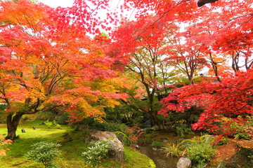 京都嵐山宝厳院の紅葉