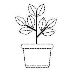 house plant in pot