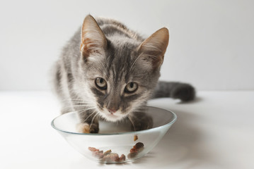 Cute grey cat eats dry food on white background greedily. A small short-haired gray six-month-old kitten.