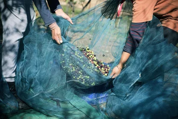 Zelfklevend Fotobehang olijven oogsten in Spanje © nito