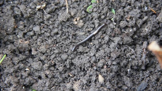 Julida is an order of millipedes. Julida creeping on the ground
