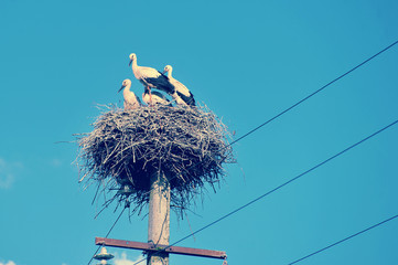 Fototapeta premium family of storks sitting in a nest