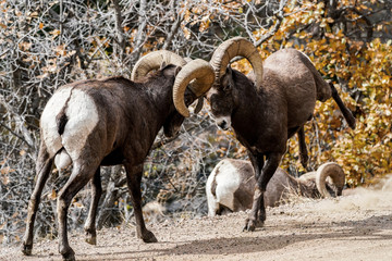 Bighorn Sheep Rams Ramming