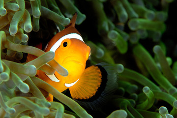 Clown fish in a green anemone