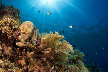 Coral reef in Manado, Indonesia