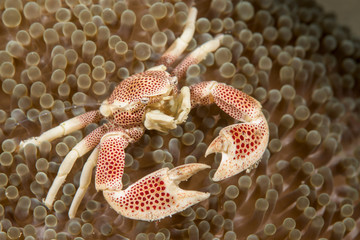 Porcelain crab in an anemone © Subphoto