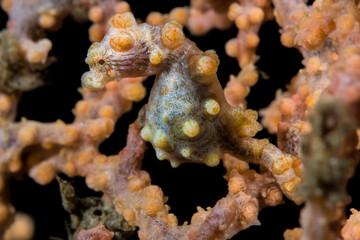 Pygmy seahorse in Lembeh Strait, Indonesia