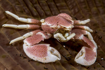 Porcelain crab in an anemone