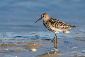 Dunlin (calidris alpina) at low tide looking for shells and sea worms