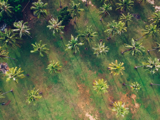 Coconut tree park top view green background