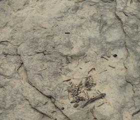 Part of the ancient Ammonite fossil on the stone bottom