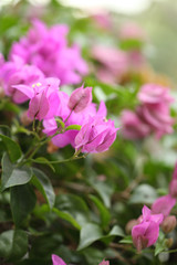 Image leaves at intend take not clear give are background