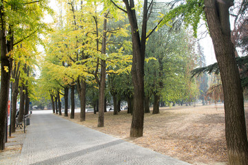 road with trees in autumn