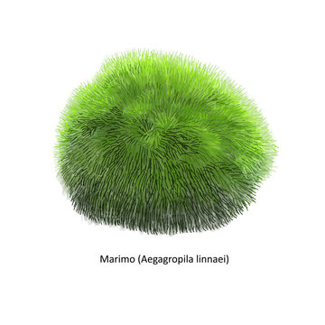 Aegagropila linnaei, known as Marimo, Ball seaweed, Cladophora ball, Lake ball, Mossimo or Moss Balls, species of filamentous green algae (Chlorophyta). Hand drawn vector illustration, isolated