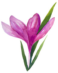 crocus flowers paintings on the white background - 178962824