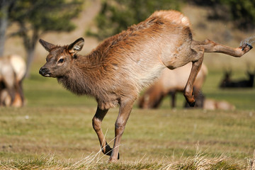 Elk Calf Leap