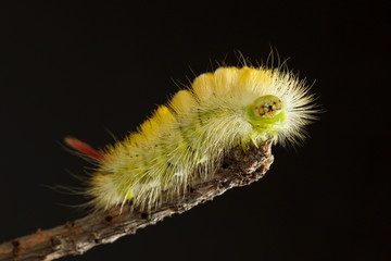 Yellow hairy caterpillar portrait